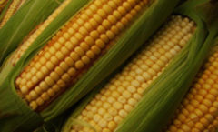 El auge del pan en el imperio del maíz