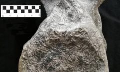 Un estudio atribuye una vértebra exhibida en Asturias al mayor dinosaurio carnívoro de Europa