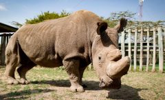 Muere el último rinoceronte de Malasia
