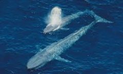 La ballena azul y su ritmo cardíaco