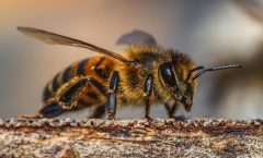 Las abejas para entender el cerebro humano