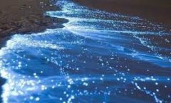 Fenómeno de bioluminicencia