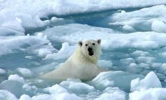 Historias congeladas en el hielo polar