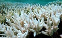Desaparecen todo tipo de corales