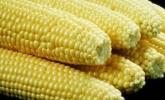 Precio del maíz llega a su nivel más alto en siete años