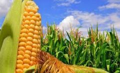 ¿Qué es el maíz?