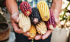 Día del Maíz.   Defender las semillas nativas del maíz es defender la vida.