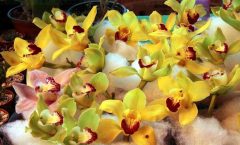 ¿Te gustan las orquídeas?, viene un festival