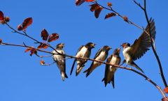 Por qué migran las aves en invierno?