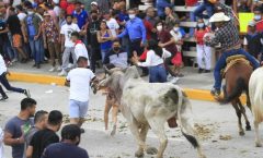 Regresan los toros a las calles de Tlacotalpan, hoy fue la tradicional suelta