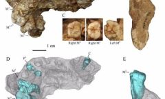 IdentifIican restos de uno de los primeros humanos en China, Los fósiles tienen 1.6 millones de años.