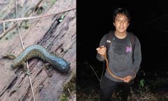 Las salamandras son su pasión; conoce al jóven biólogo de las Altas Montañas