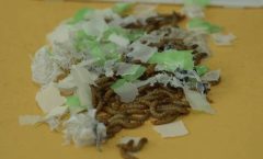 Científicos de la UNAM de larvas de coleópteros, identificar los plásticos biodegradables y compostables