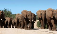 Los elefantes: las crías huérfanas son capaces de sobrellevar la pérdida de sus madres al vivir en manada