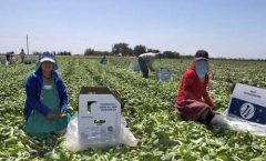 Empresas agrícolas retienen a los jornaleros una semana de salario y documentos personales