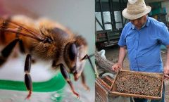 ¡No somos nada sin las abejas! El 75% por ciento de los cultivos alimentarios dependen de ellas y su miel
