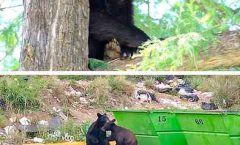 Hasta cuatro reportes por semana de  presencia de osos negros, en áreas urbanas de NL