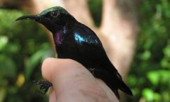 Zoólogos del Colegio Trinity de Dublín, encontraron varias especies nuevas de coloridas aves tropicales.