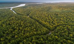 El área deforestada en la Amazonia brasileña tiene un avance total de 60 por ciento