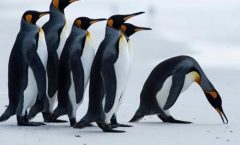 La supervivencia del pingüino emperador podría encontrarse en grave peligro