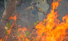 La quema controlada puede reducir el peligro del fuego devastador por años