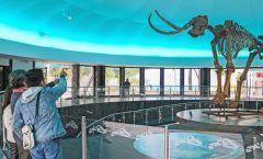 El Museo de Historia Natural renovó sus instalaciones con instalaciones interactivas y una réplica del un mamut.