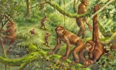 El oído interno fosilizado de simio de hace 6 millones de años, reveló los orígenes de la locomoción bípeda en humanos.