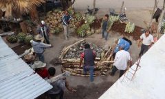 Investigadores de Chapingo (UACh) impulsan la producción de mezcal artesanal y el rescate de magueyes silvestres;