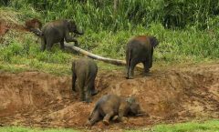 Identificaron cinco sitios donde un pequeño elefante fue enterrado por elefantes, en el norte de Bengala, en India