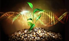"Nature Genetics" sugieren que Coffea arábica se desarrolló hace más de 600 mil años en Etiopía